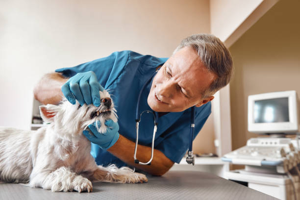 Best 24-Hour Emergency Dentist in Lake Hamilton, AR